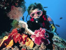 Gold Coast Seaway Dive Site - Townsville Tourism