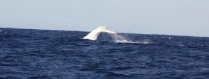 Australian Whale Watching - Townsville Tourism