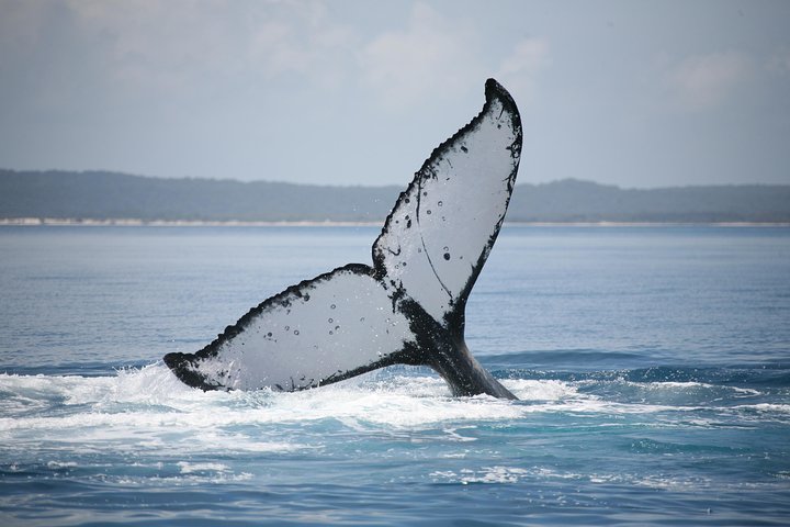 Hervey Bay Whale Watching Cruise - Townsville Tourism